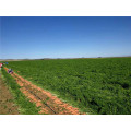 Suntoday légumes agro highyield hybride F1 Bio sauvage indien rouge New kuroda culture de graines de carotte agricole (51001)